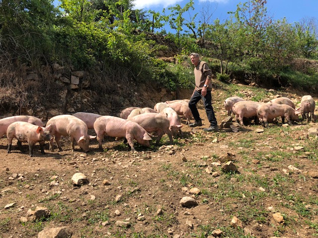 cochons Ardèche